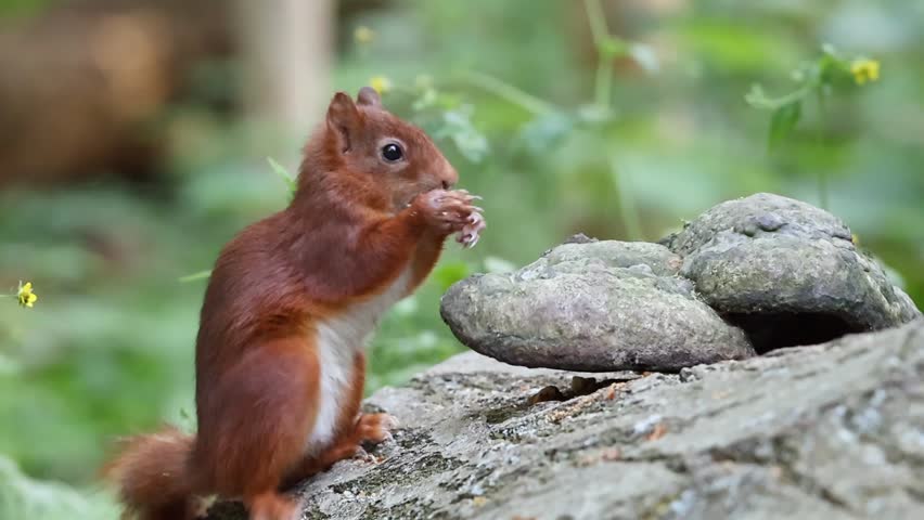A red squirrel pauses to eat, blending into its peaceful habitat, in the heart of the forest
