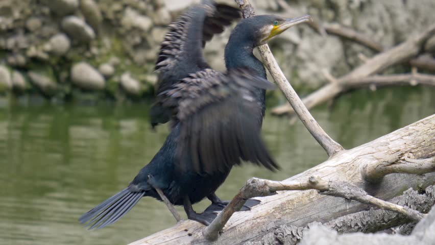 A closeup of a Great cormorant drying its feathers with fluttering the wings on a riverbank
