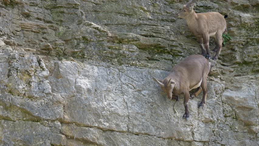 Two wild goats skillfully scale a steep rocky cliff with impressive balance and agility