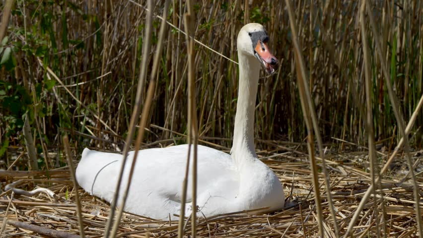 A swan resting peacefully on a nest hidden among tall lakeside reeds