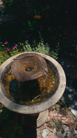 A footage of an old, concrete water fountain with algae forming on the brims and is surrounded by beautiful purple flowers