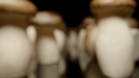 Camera Slides Through Group of King Oyster Mushrooms Reflected on Glossy Surface in Close-Up from Low Angle with Depth and Shadow, Fantasy Environment Concept. - Powered by Shutterstock - Get 15% off with code: PIKWIZARD15