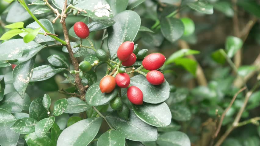 kemuning fruit (Murraya paniculata) on a tree