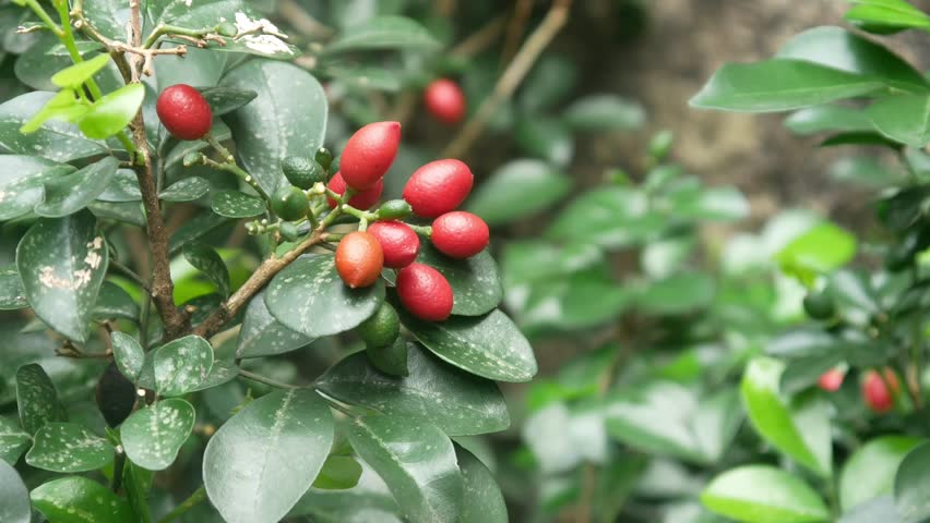kemuning fruit (Murraya paniculata) on a tree