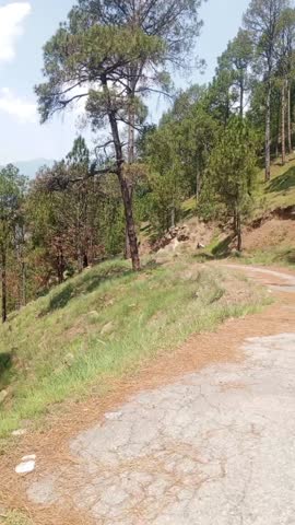 Vertical view of pine trees in a peaceful mountain forest. Ideal for nature visuals, environmental themes, and calming scenery content.