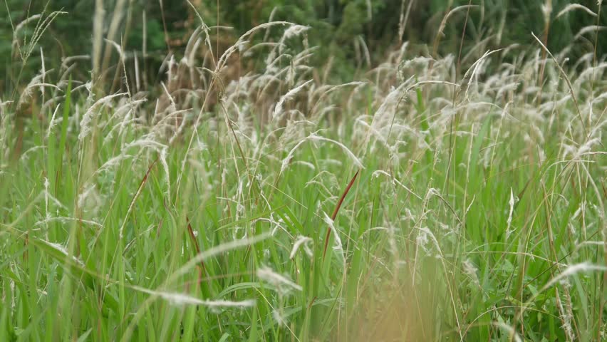 wild grass (Imperata cylindrica) blown by the wind