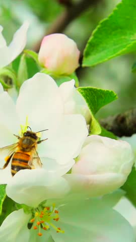 A bee collects nectar from an apple tree flower and flies away, slow motion 250fps