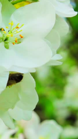 A bee collects nectar from an apple tree flower and flies away, slow motion 250fps