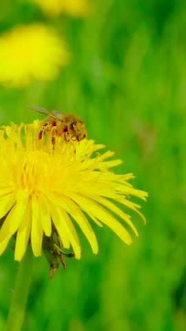 A bee collects nectar from a dandelion flower and flies away, slow motion 250fps