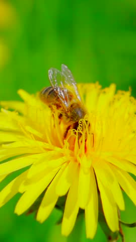 A bee collects nectar from a dandelion flower and flies away, slow motion 250fps
