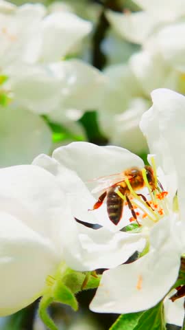 A bee collects nectar from an apple tree flower and flies away, slow motion 250fps
