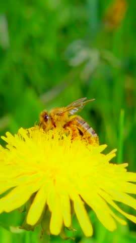A bee collects nectar from a dandelion flower and flies away, slow motion 250fps