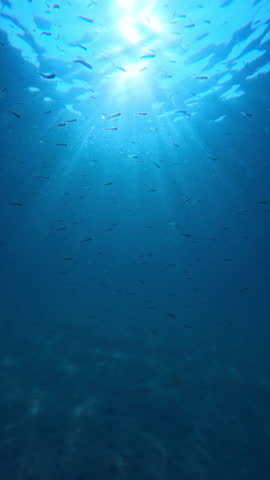 Underwater sea life with school of fish in blue ocean with sun light