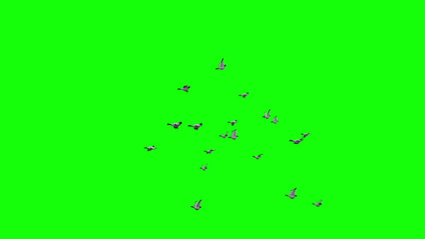 Flock of Pigeons Doves flying green screen animation with alpha channel