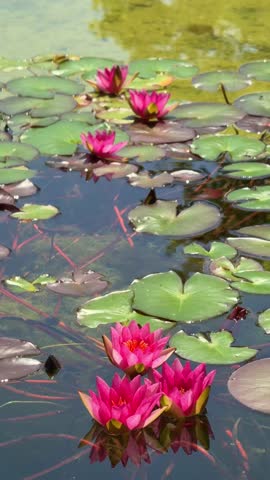 Bright pink Nymphaea ‘James Brydon’ water lilies blooming among green leaves in calm pond water, vertical video