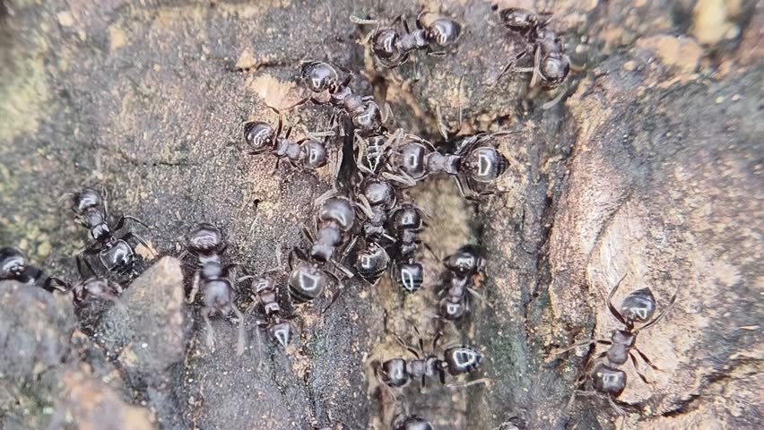 A colony of black ants is carrying food for its queen.