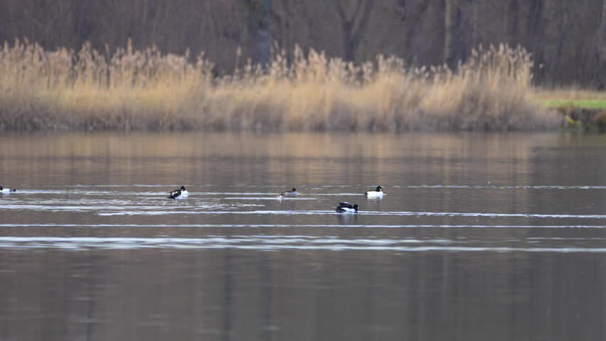 
flock of ducks common goldeneye