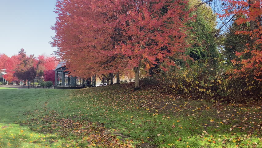 Fallen yellow red leaves on ground park. Roadside by pavement. Leaves are falling. Walking people on background. Weekend.