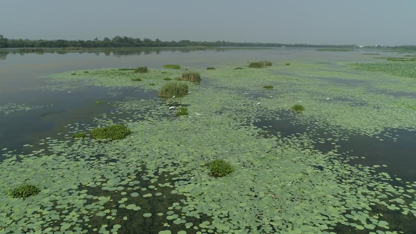 Fragile ecosystem of Harike wetlands, Punjab.