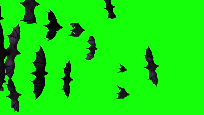 A spooky 2D animation 4K stock footage bats flying green screen Halloween transition key color chroma key elements