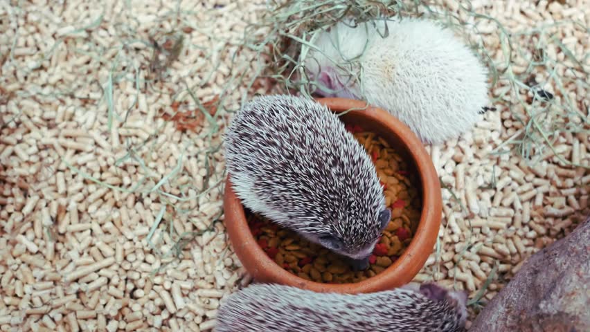 watch these cute hedgehogs eat from their bowl! learn about hedgehog care and diet in this short video.