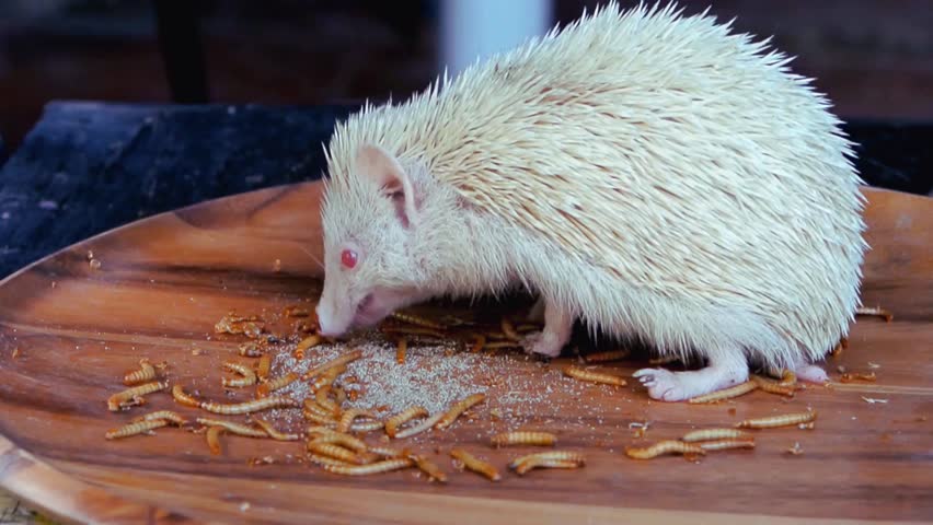 watch this adorable albino hedgehog enjoy a delicious meal of worms and hedgehog food. so cute and spiky!