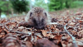 a cute hedgehog in autumn leaves. close up shot of a wild animal in its natural habitat. adorable wildlife - Powered by Shutterstock - Get 15% off with code: PIKWIZARD15