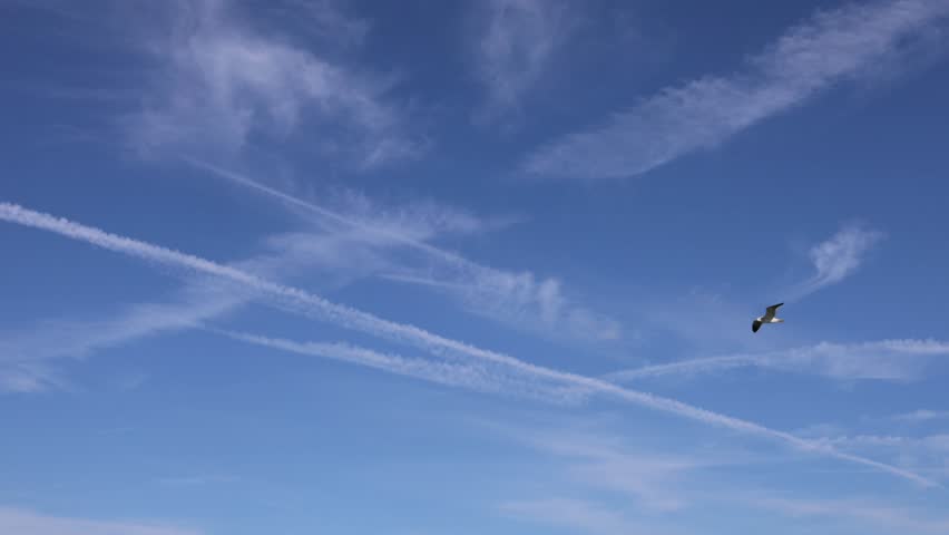 sea ​​gulls fly low over the ocean