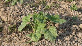 The leaves of the young pumpkin plant has been swaying against the mild wind - Powered by Shutterstock - Get 15% off with code: PIKWIZARD15