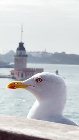 Curious white seagull bird standing still on a wooden ledge and looking out into the distant horizon near a historic coastal watchtower on a bright morning for peaceful travel and maritime heritage concepts.
