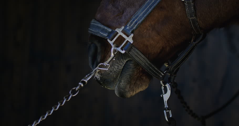 Cinematic Super slow motion macro of horse tied with harness flicks its tongue out at 1000 fps. This behavior helps equine detect scents, using its acute sense of smell to analyze its surroundings.