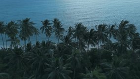 Aerial view captures serene beauty of tropical beach at dusk, with swaying palm trees lining shore against backdrop of tranquil turquoise waters. Lush palm forest along coastal edge - Powered by Shutterstock - Get 15% off with code: PIKWIZARD15