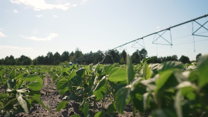 Modern irrigation system organic crop field. Lush green organic crops under modern irrigation. farming with organic crop irrigation. Advanced technology organic agriculture. Efficient irrigation crops