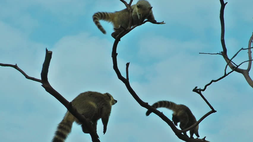 Lemur playing in the tree with blue sky on the background
