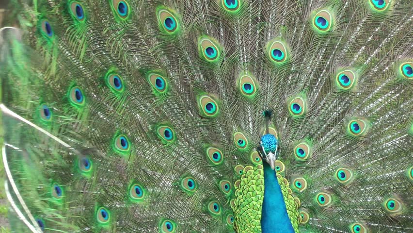 Beautifull peacock close up