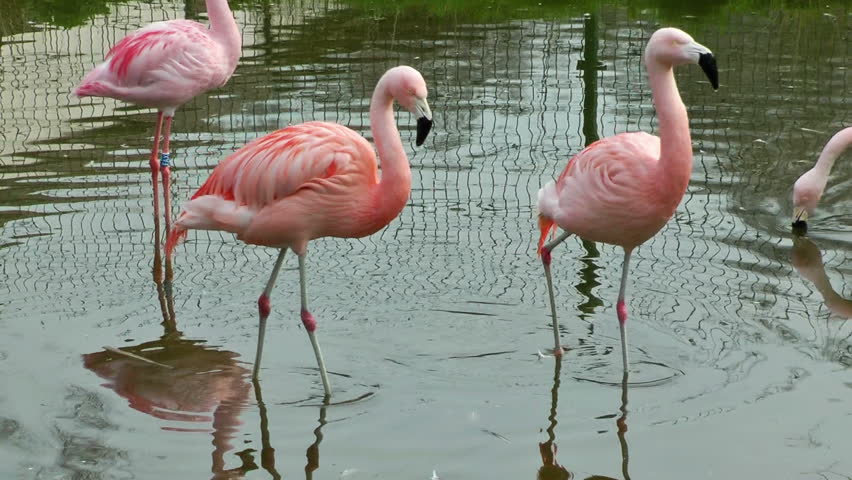 Flamingo birds in lake drinking water