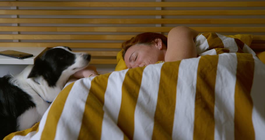 Border collie dog wakes up an adult woman in her bedroom bed.