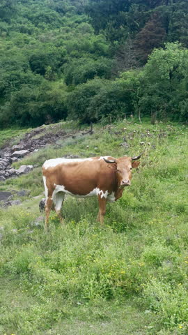 Cow on Hillside Looking at Camera in Jujuy, Argentina - 4K Vertical