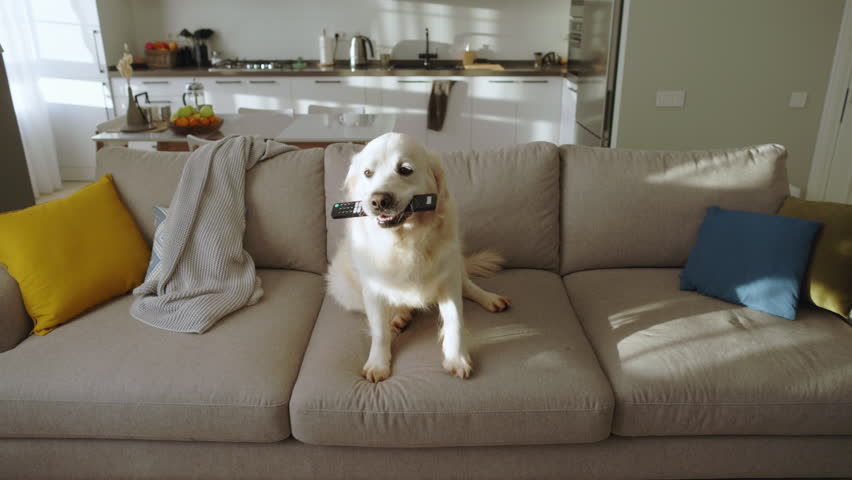 Funny retriever jumps on sofa with remote ready to watch TV