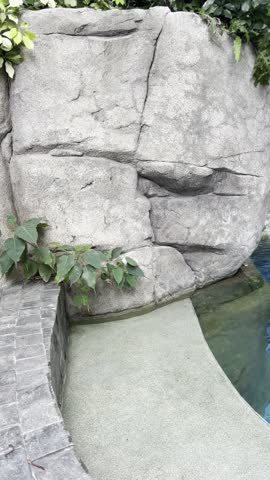 A swimming pool with a small Bodhi tree growing by the edge of the pool and a small white butterfly.