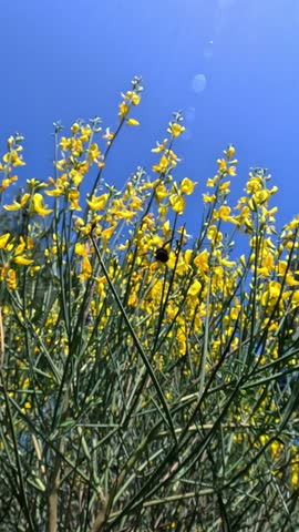 Xylocopa violacea, the violet carpenter bee, big blue bee collecting nectar on yellow flowers in the garden