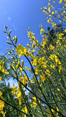 Spanish broom Spartium junceum, yellow-flowered plant against blue sky