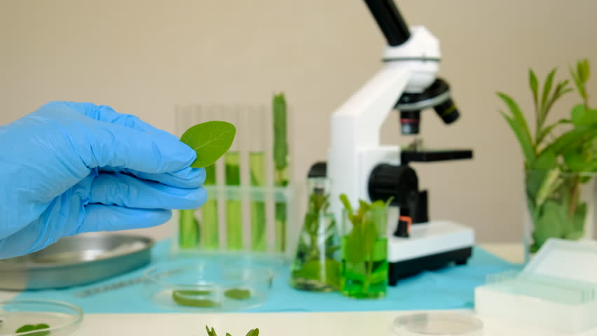 Research of plants in the laboratory. Selective focus.