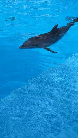 Friendly bottlenose dolphin swims in the pool.Two dolphins playing in a bright blue swimming pool. Vertical footage with copy space.Symbol of summer holidays, sea life parks, aquatic shows