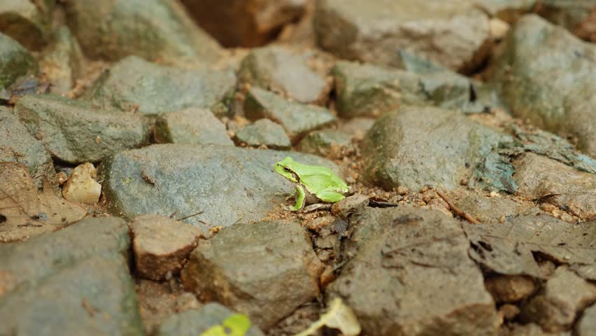 A wild green tree frog in the forest, northeast China