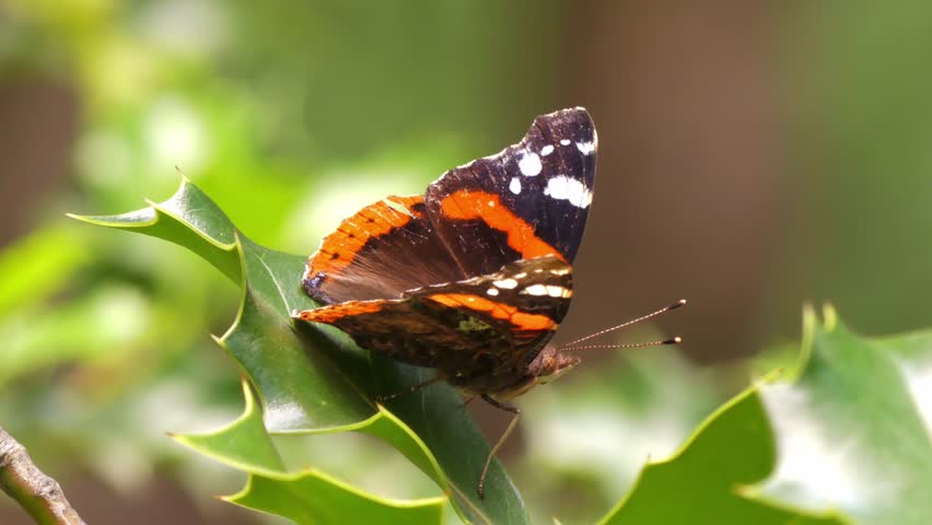 A red admiral butterfly (Vanessa atalanta) rests on a branch in a summer garden.