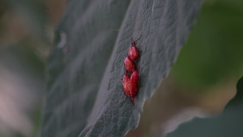 A cluster of newborn red cotton stainer, The red nymph of stinkbug on tree trunk and leaves. 