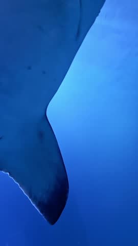 A shark glides through clear blue water just below the surface, view from beneath of shark, visible belly and tail of shark, predator in motion