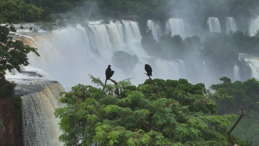 Aerial view shows two black vultures on branches as Iguazu Falls thunders behind Mist swirls among lush rainforest trees The camera moves gently, revealing power and wildness of this special landscape