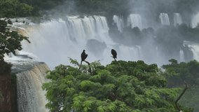 Aerial view shows two black vultures on branches as Iguazu Falls thunders behind Mist swirls among lush rainforest trees The camera moves gently, revealing power and wildness of this special landscape - Powered by Shutterstock - Get 15% off with code: PIKWIZARD15
